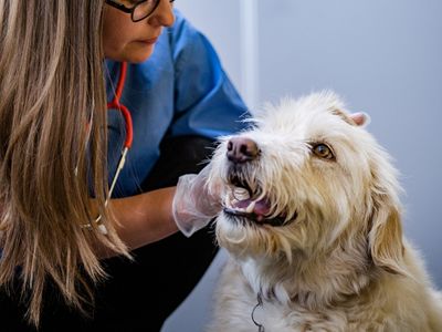 Vet bills for store puppies